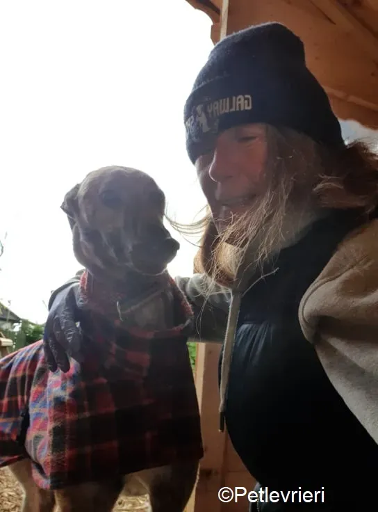 Rasford adozione levrieri greyhound 2