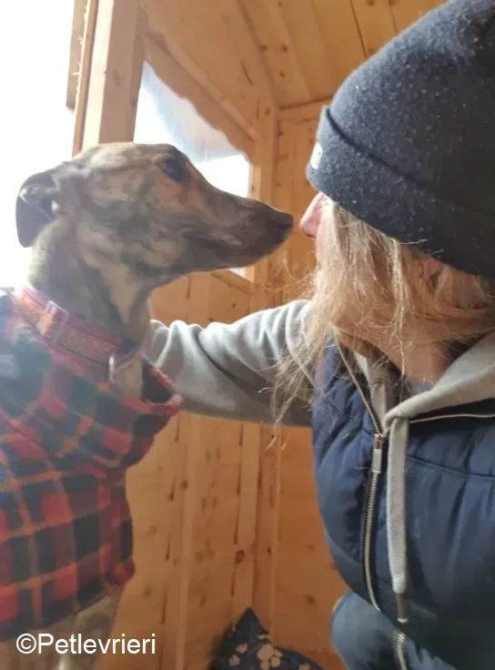 Rasford adozione levrieri greyhound 3