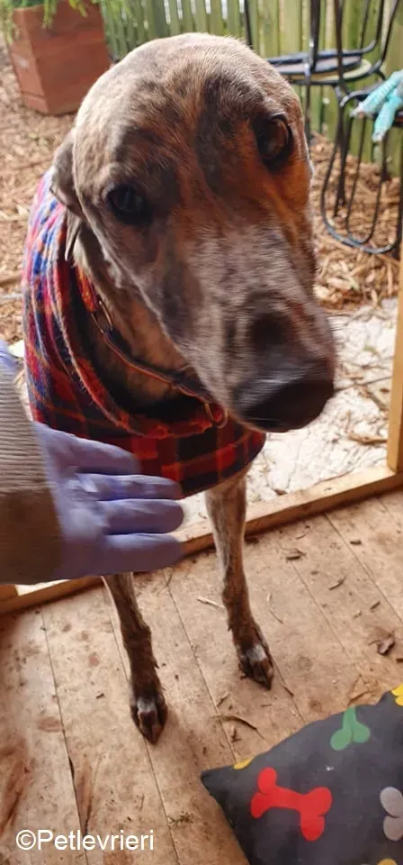 Rasford adozione levrieri greyhound 4