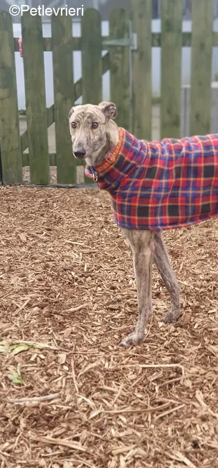 Rasford adozione levrieri greyhound 5