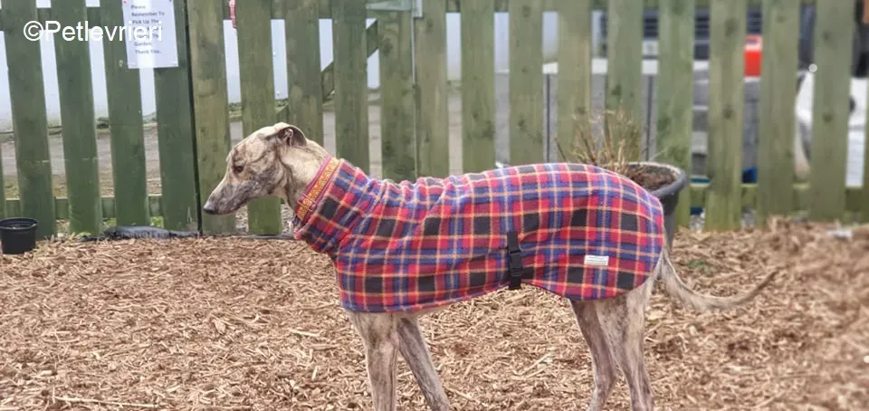 Rasford adozione levrieri greyhound 6