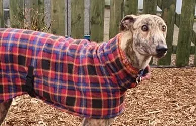 Rasford adozione levrieri greyhound 7 e1613248129118