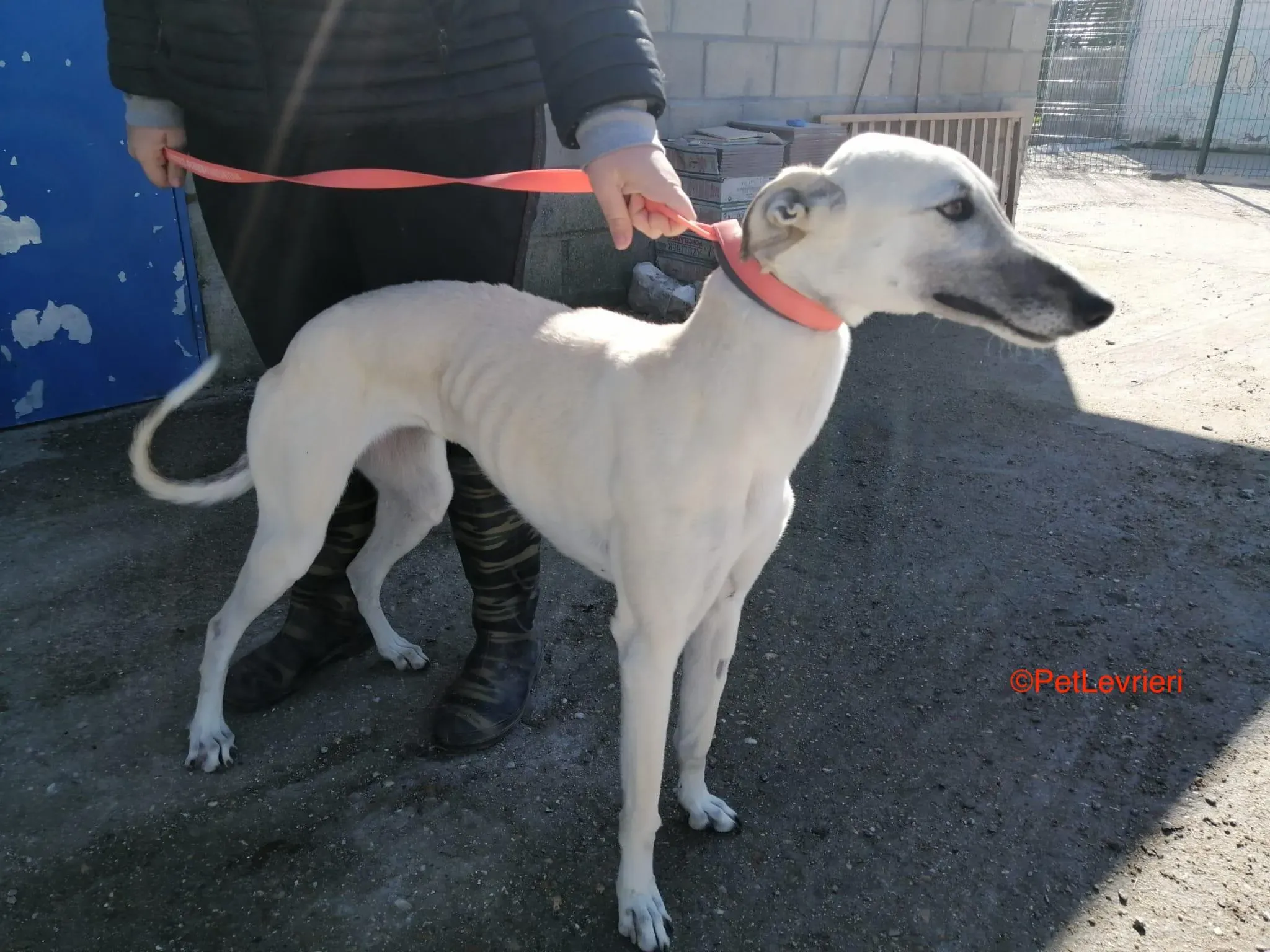 Raspa adozione levrieri galgo 1