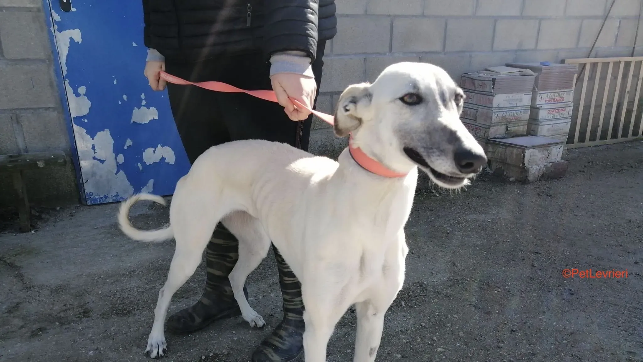 Raspa adozione levrieri galgo 2