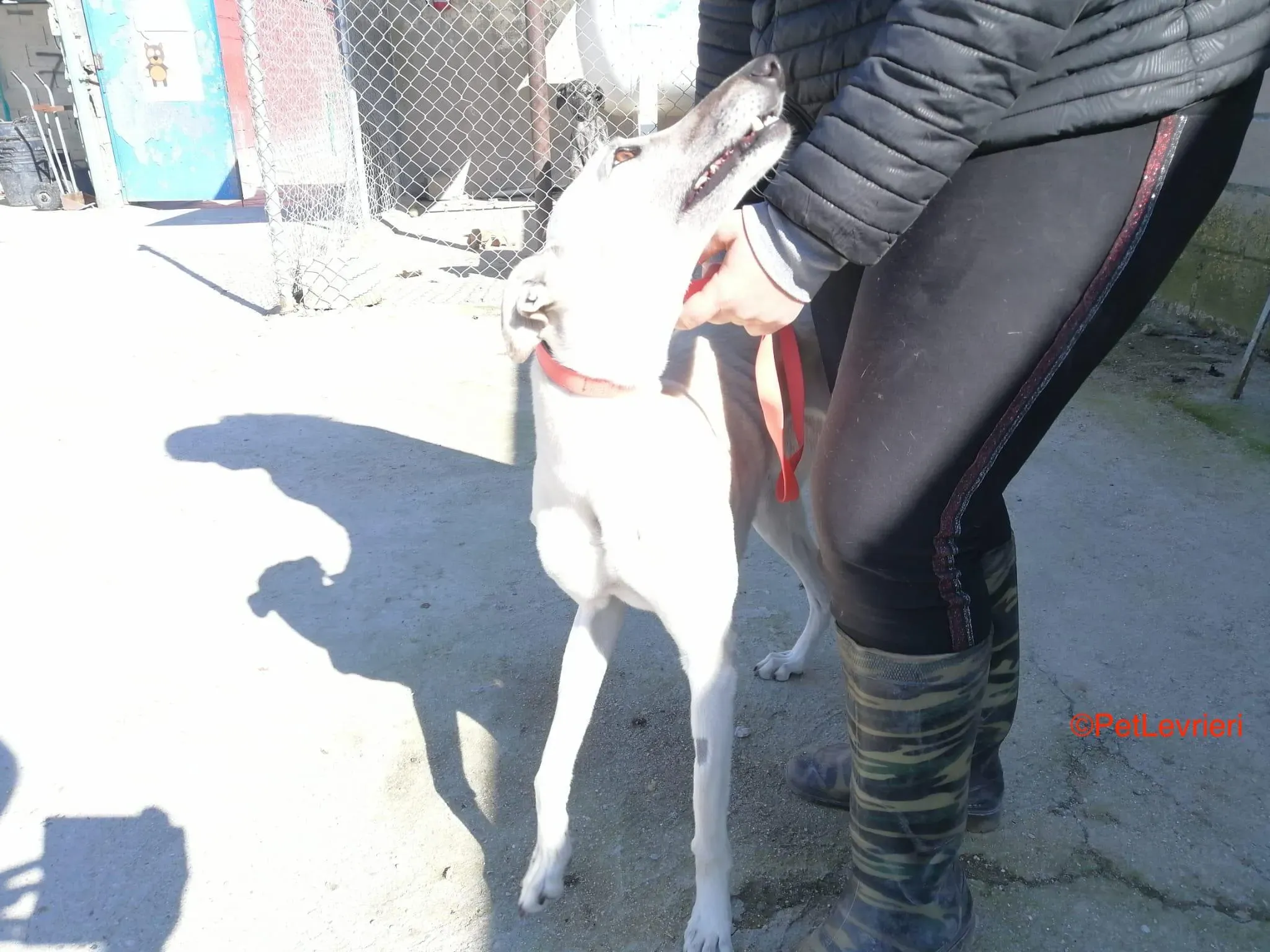 Raspa adozione levrieri galgo 3
