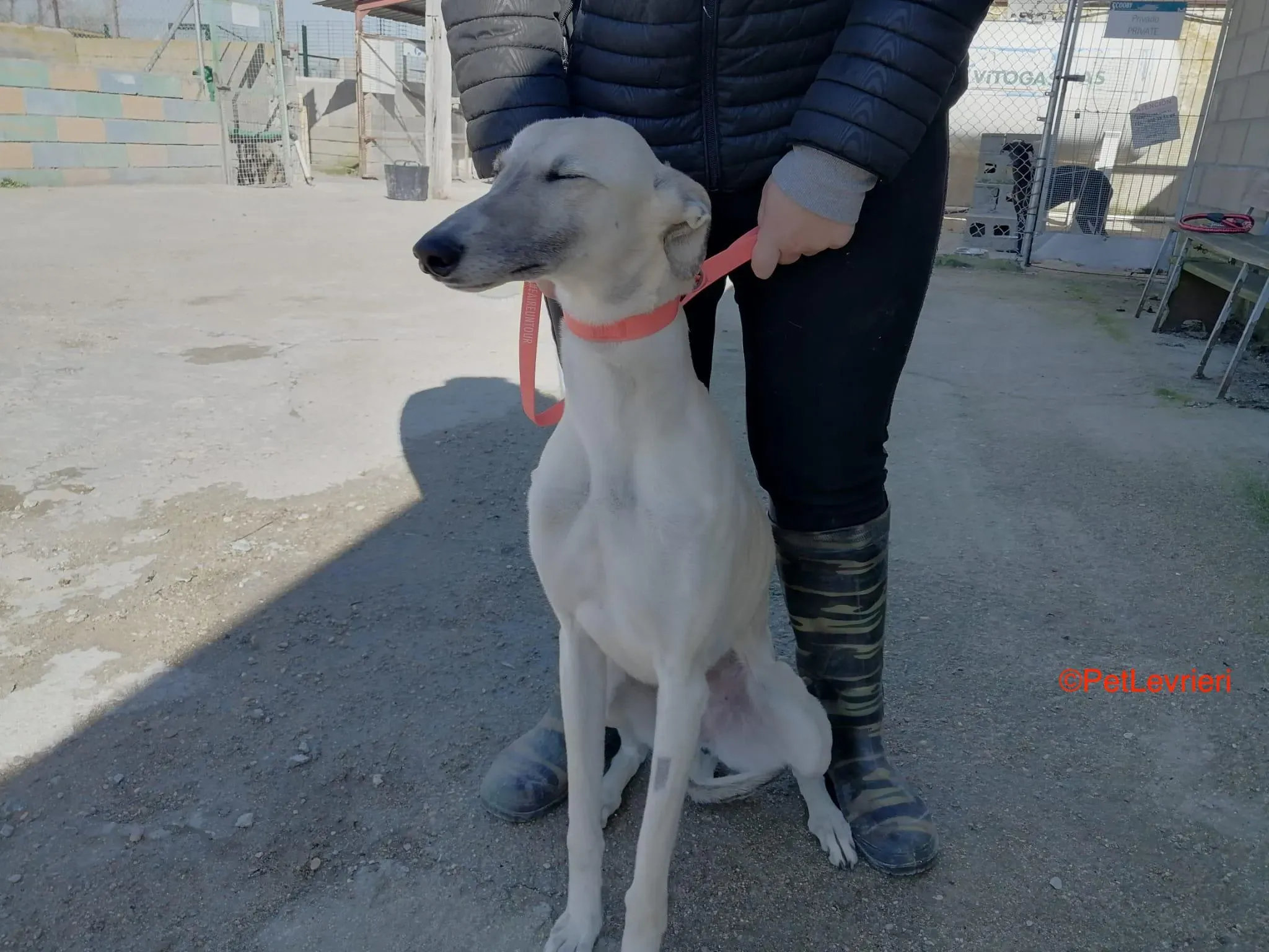 Raspa adozione levrieri galgo 4