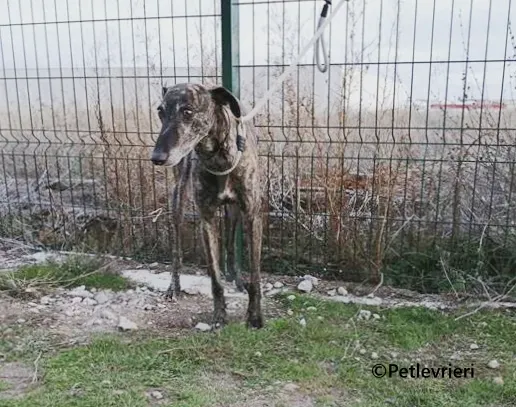 Ravel galgo adozione pet levrieri onlus 1