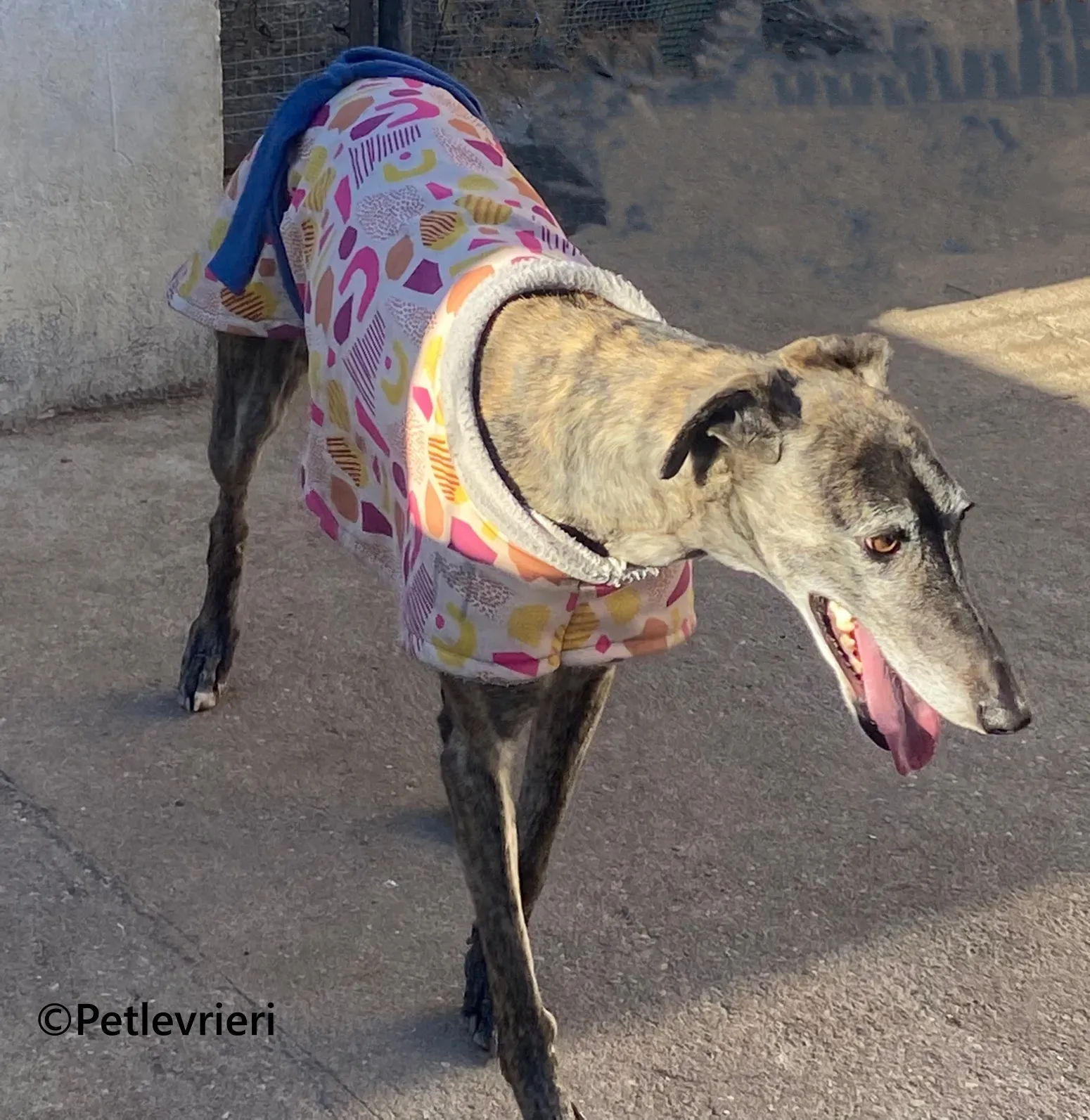 Ravel galgo adozione pet levrieri onlus 10