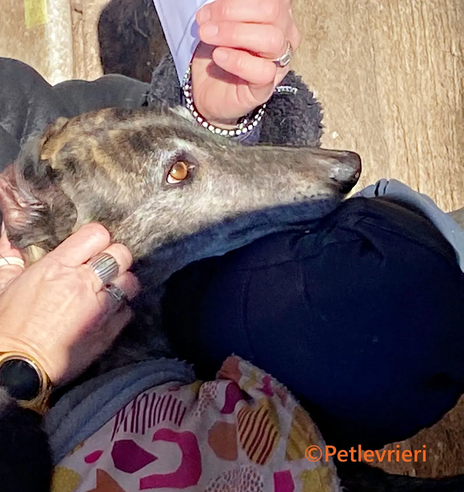 Ravel galgo adozione pet levrieri onlus 12