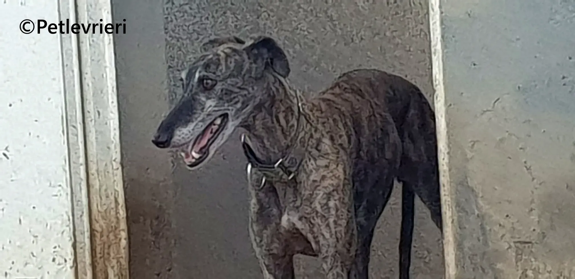 Ravel galgo adozione pet levrieri onlus 13
