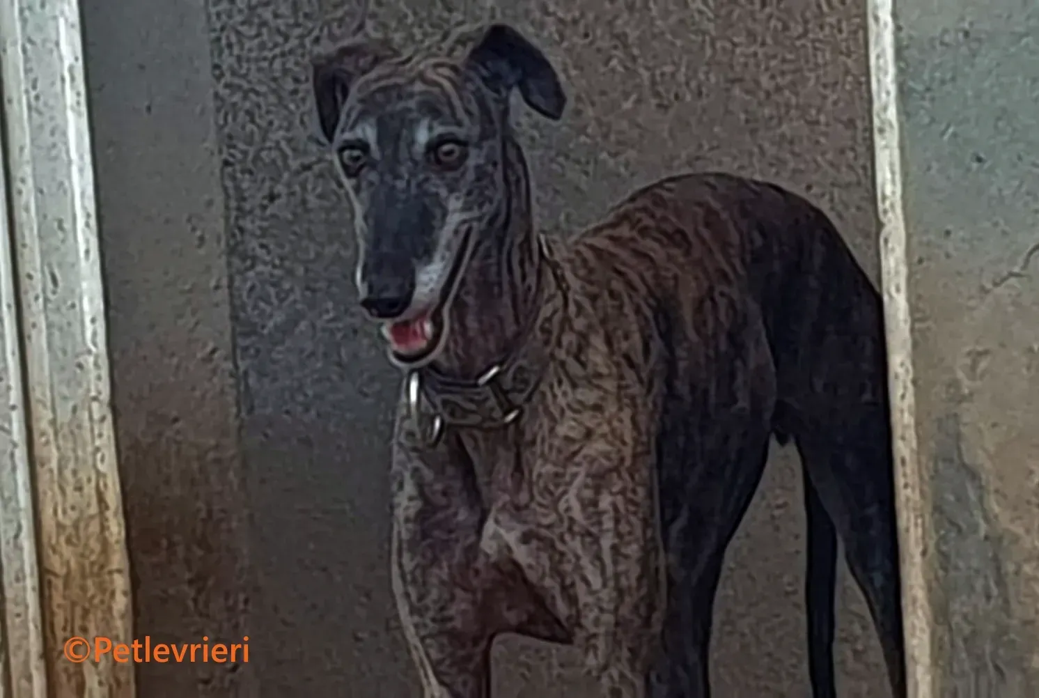 Ravel galgo adozione pet levrieri onlus 14