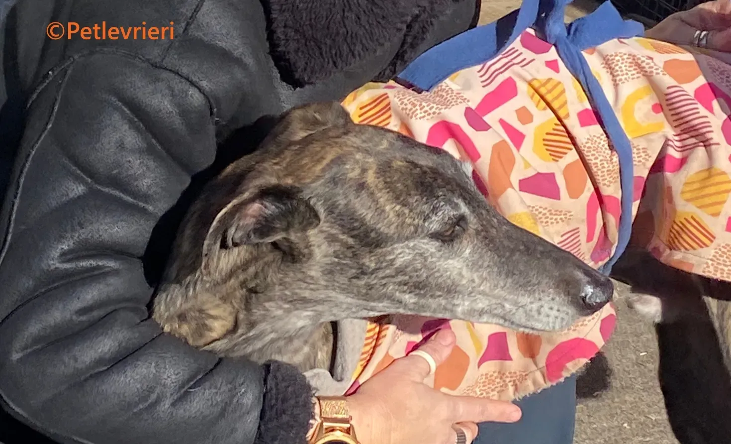 Ravel galgo adozione pet levrieri onlus 3 1