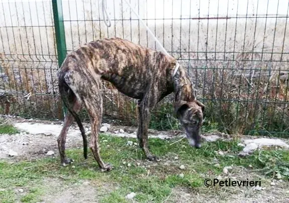Ravel galgo adozione pet levrieri onlus 3