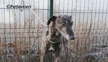 Ravel galgo adozione pet levrieri onlus 4