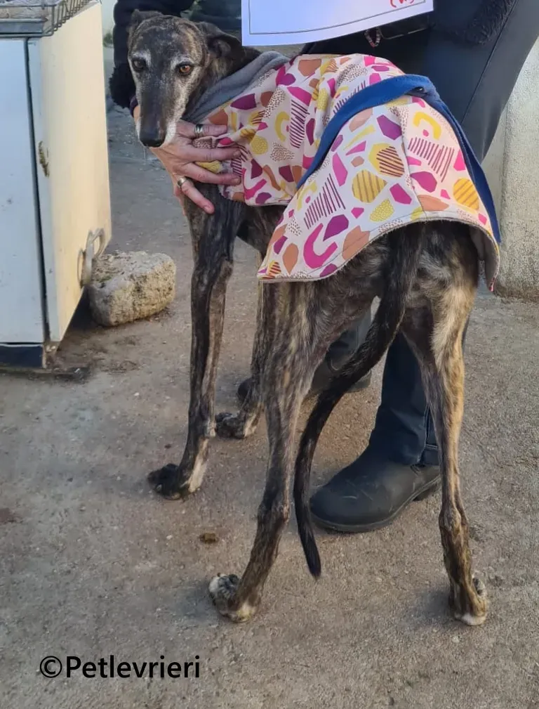 Ravel galgo adozione pet levrieri onlus 5