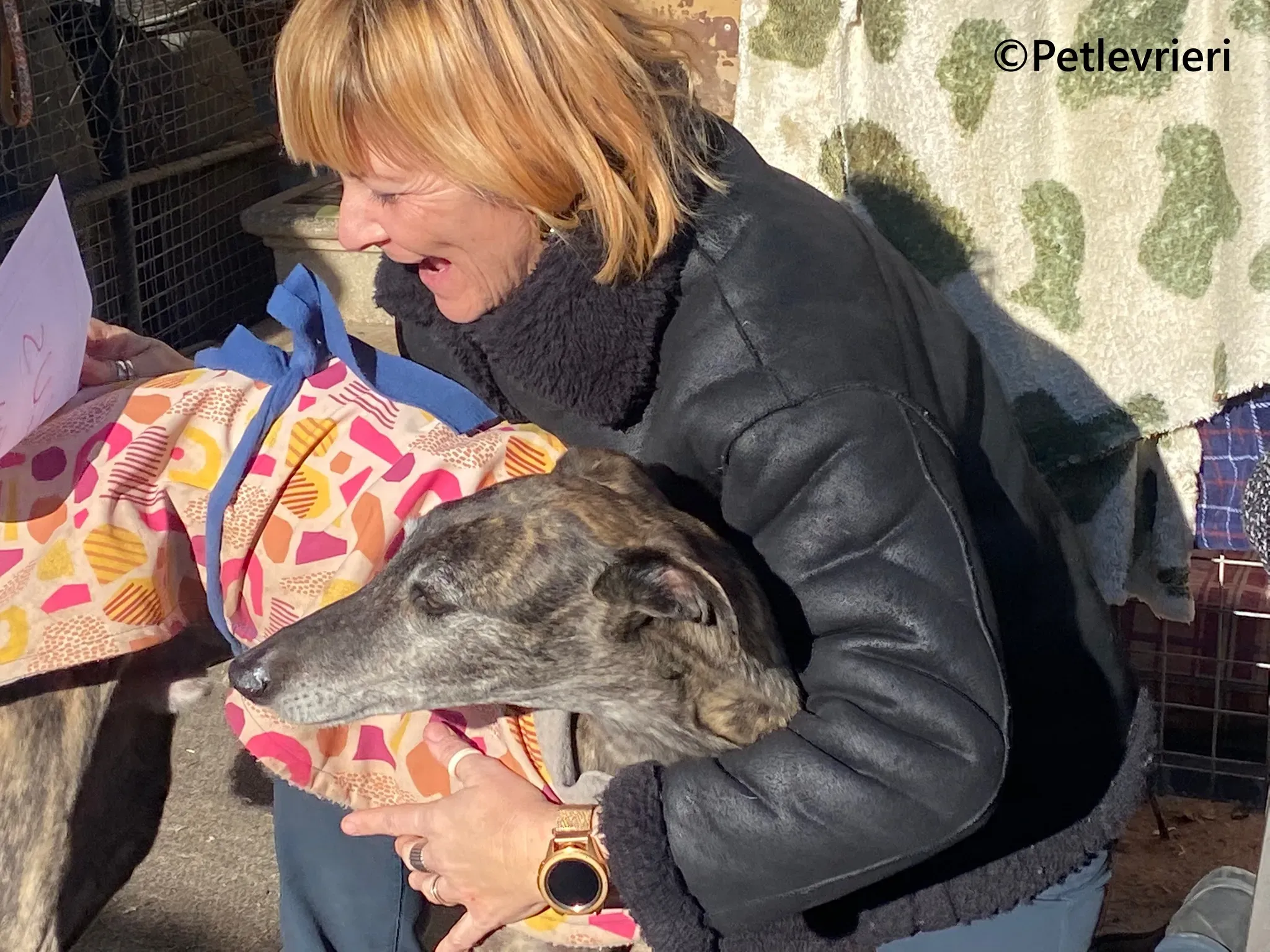 Ravel galgo adozione pet levrieri onlus 6