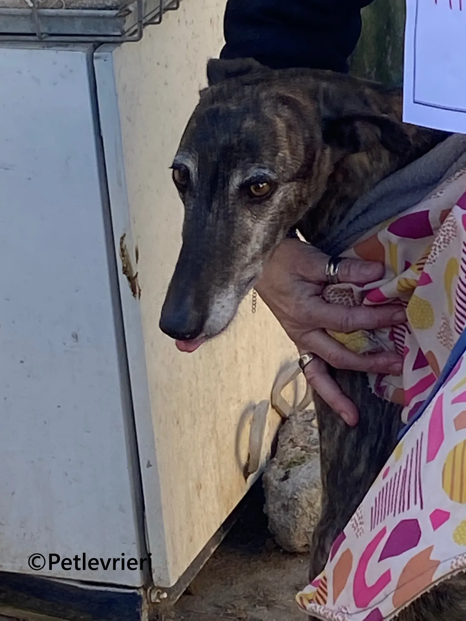 Ravel galgo adozione pet levrieri onlus 7