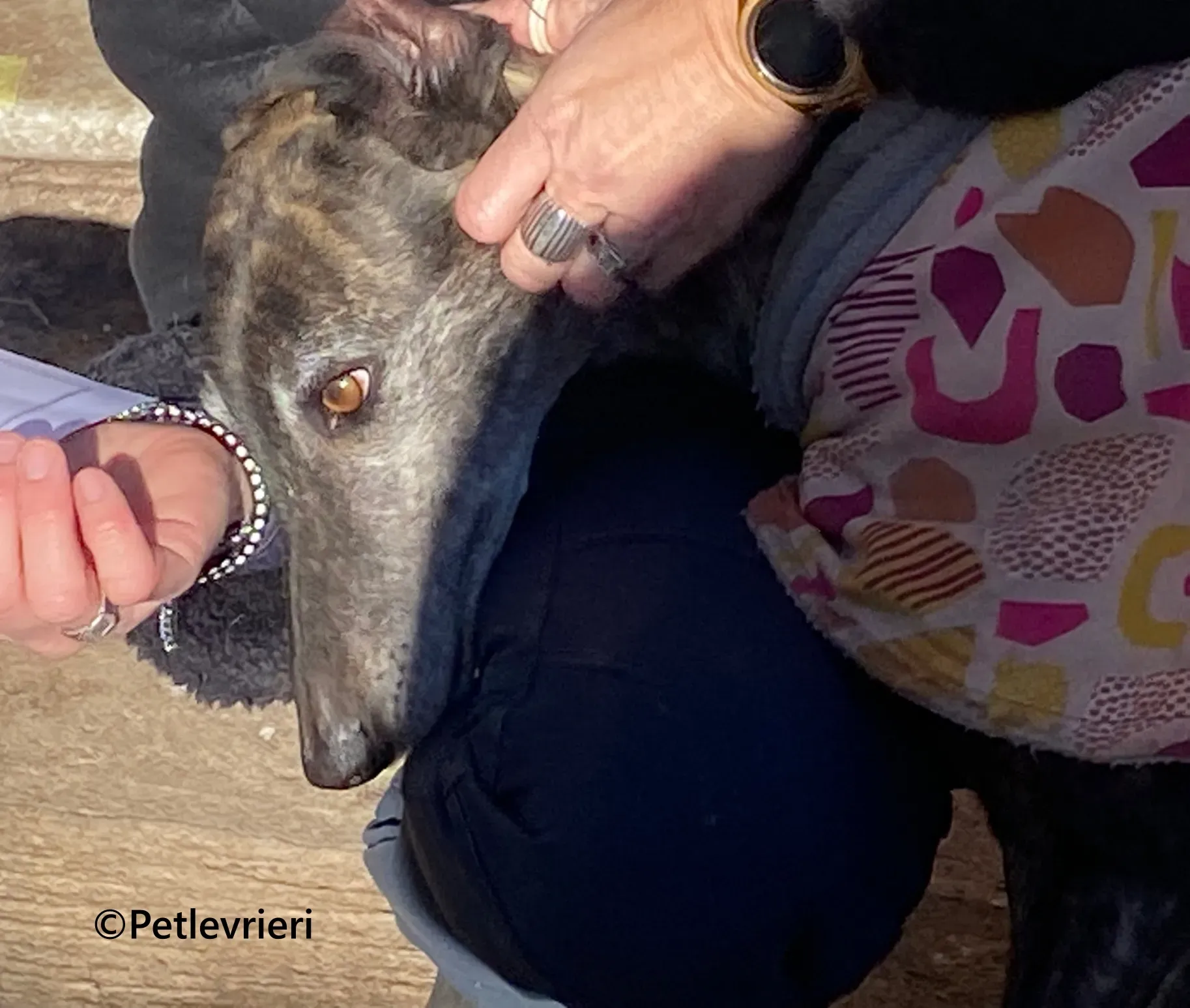 Ravel galgo adozione pet levrieri onlus 8