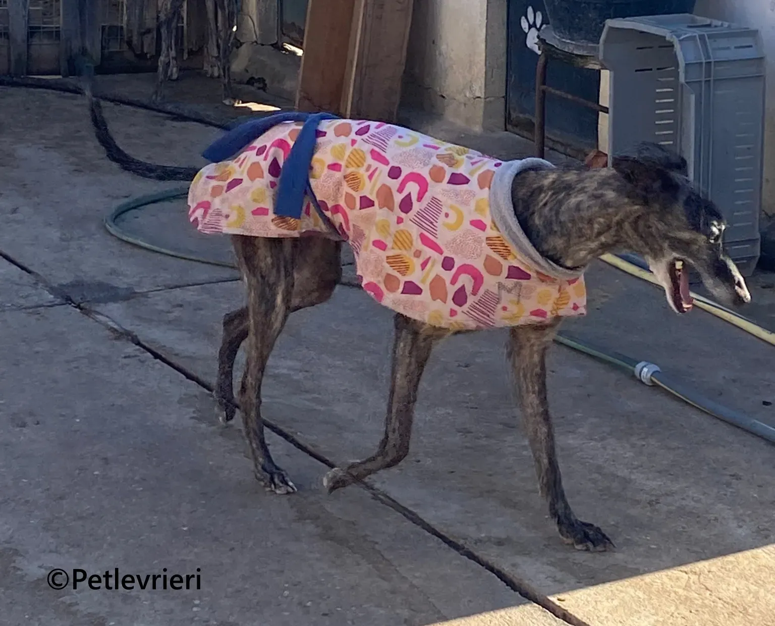 Ravel galgo adozione pet levrieri onlus 9