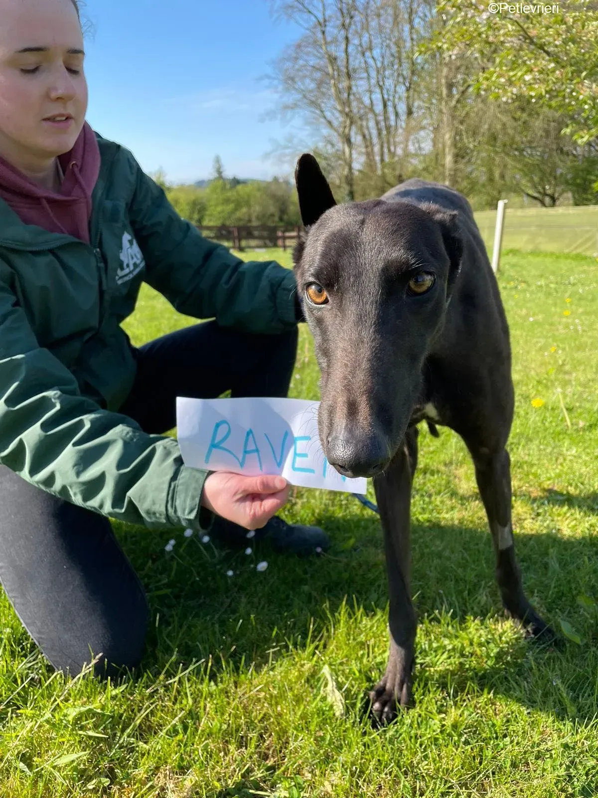 Raven adozione levrieri greyhound 1