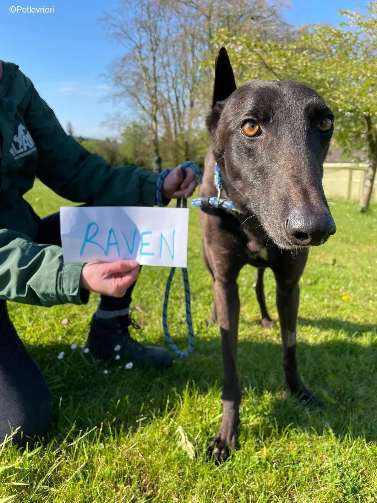 Raven adozione levrieri greyhound 2