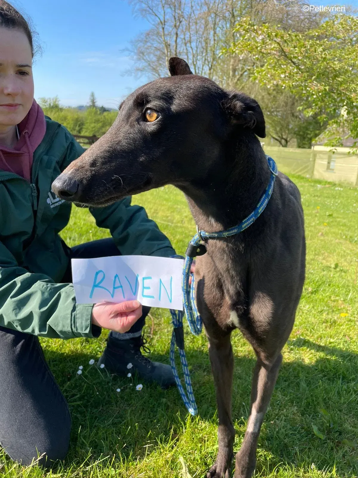 Raven adozione levrieri greyhound 3