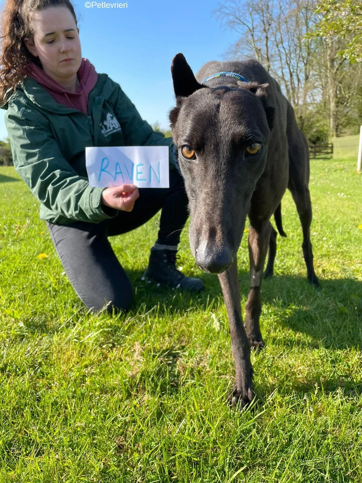 Raven adozione levrieri greyhound 4