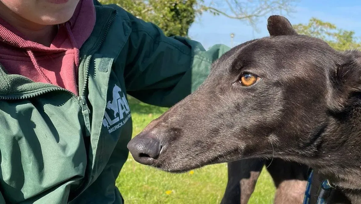 Raven adozione levrieri greyhound 5 e1619881666956