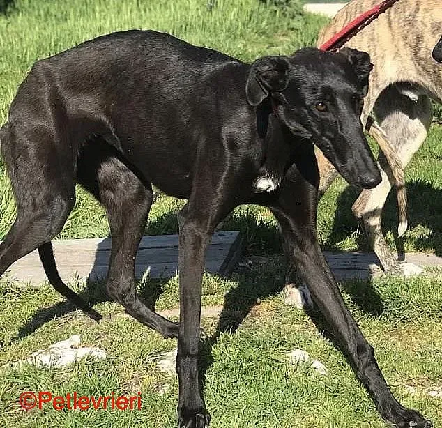 Raven chip8376 adozione levrieri galgo 01