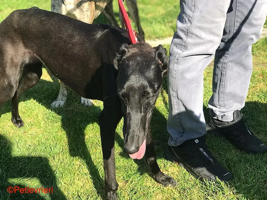 Raven chip8376 adozione levrieri galgo 02