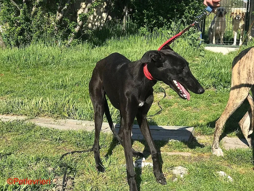 Raven chip8376 adozione levrieri galgo 03