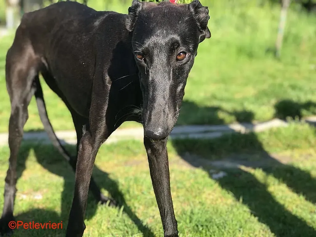 Raven chip8376 adozione levrieri galgo 04