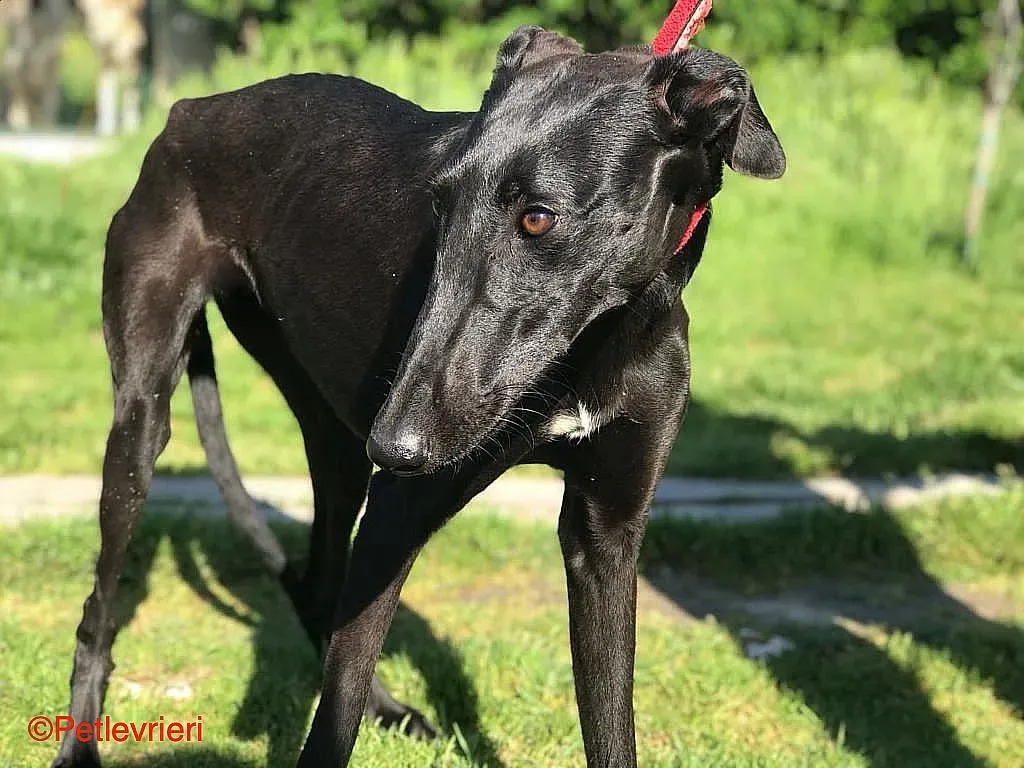 Raven chip8376 adozione levrieri galgo 05