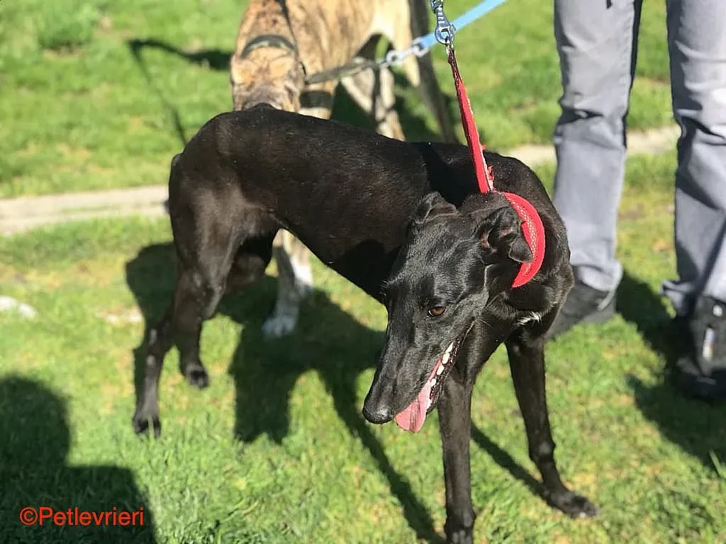 Raven chip8376 adozione levrieri galgo 06