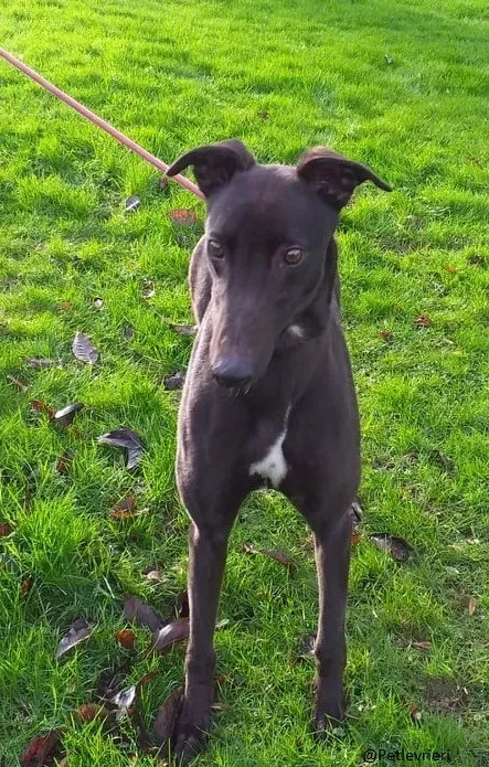 Raven greyhoun adozione pet levrieri 1