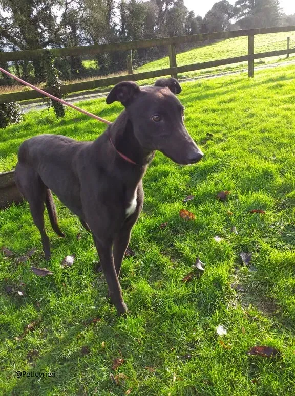 Raven greyhoun adozione pet levrieri 2