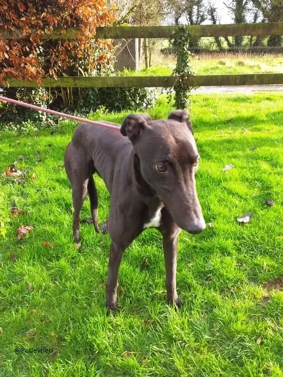 Raven greyhoun adozione pet levrieri 3