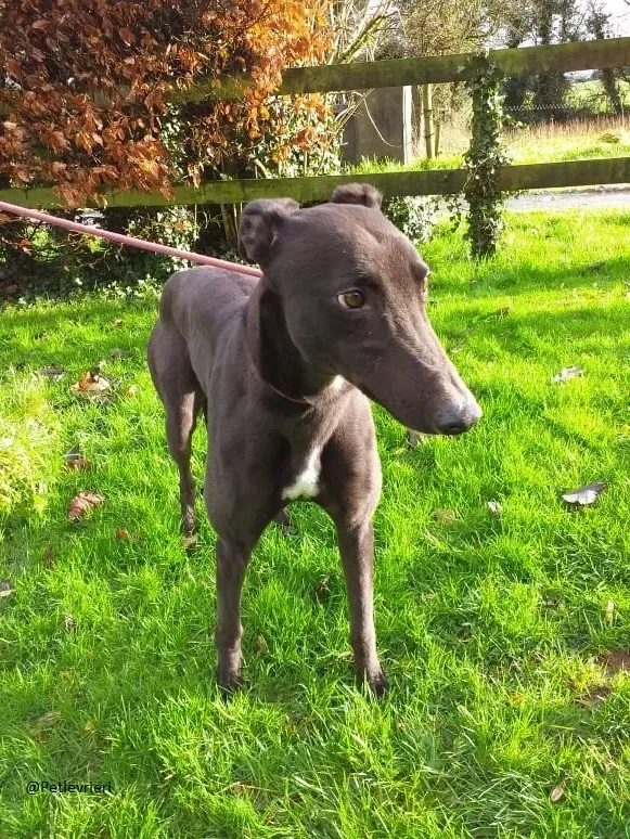 Raven greyhoun adozione pet levrieri 4