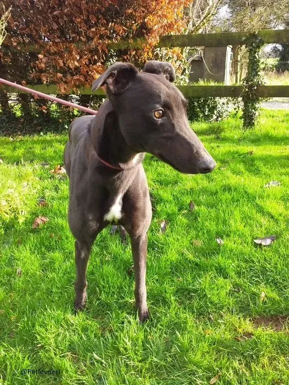 Raven greyhoun adozione pet levrieri 5