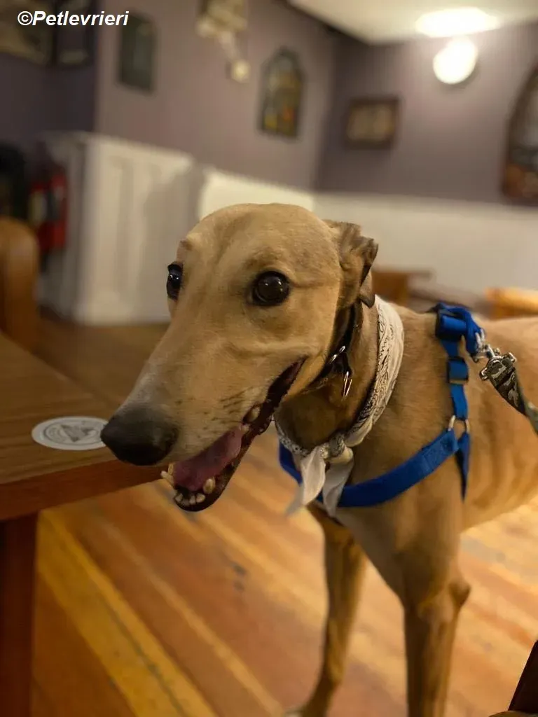 Raya adozione levrieri greyhound 1