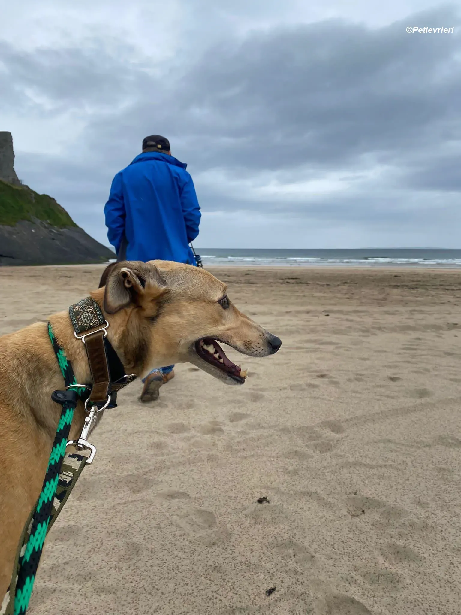 Raya adozione levrieri greyhound 10