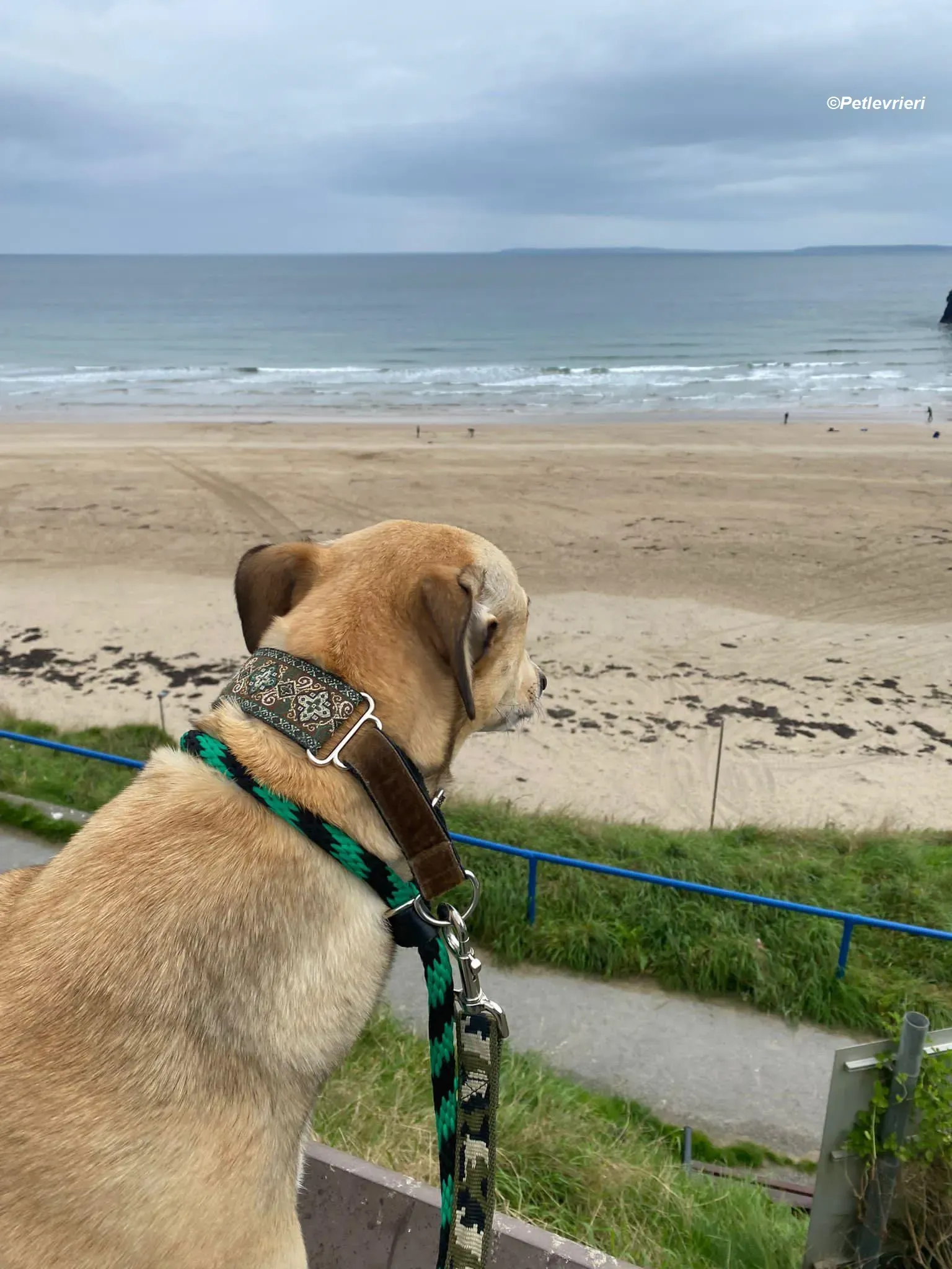 Raya adozione levrieri greyhound 11