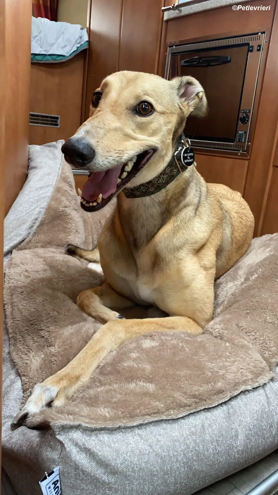 Raya adozione levrieri greyhound 12