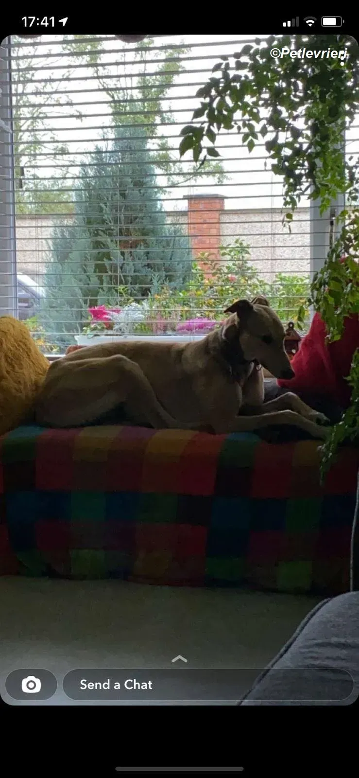 Raya adozione levrieri greyhound 13