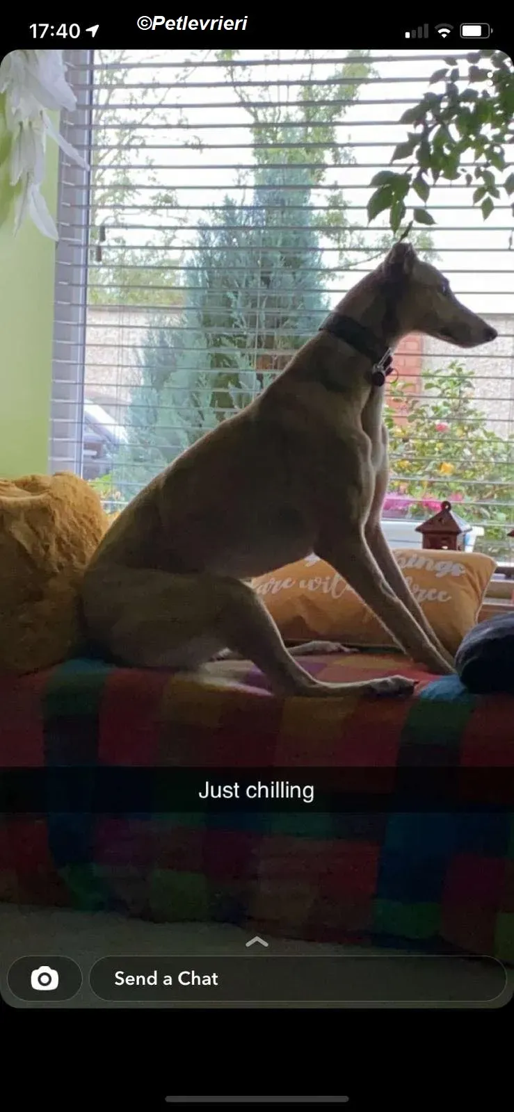 Raya adozione levrieri greyhound 14