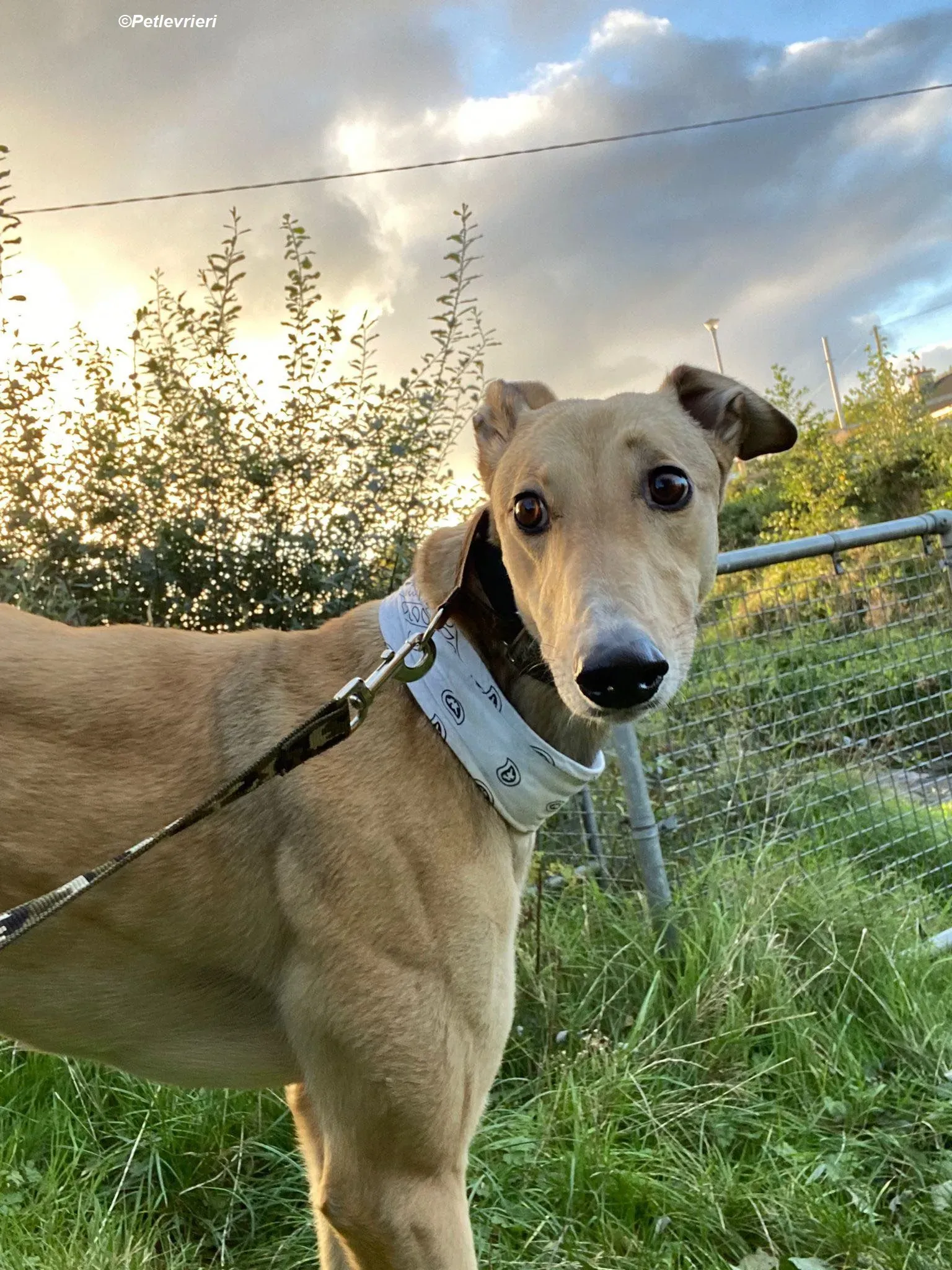 Raya adozione levrieri greyhound 15