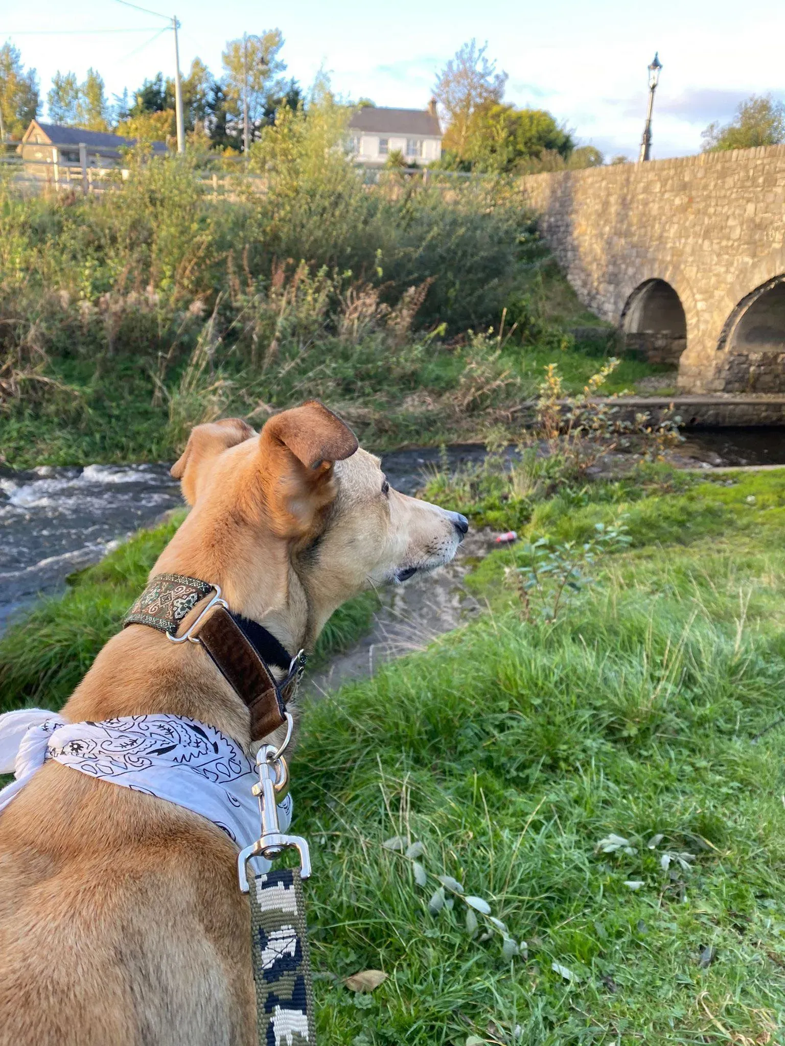 Raya adozione levrieri greyhound 16