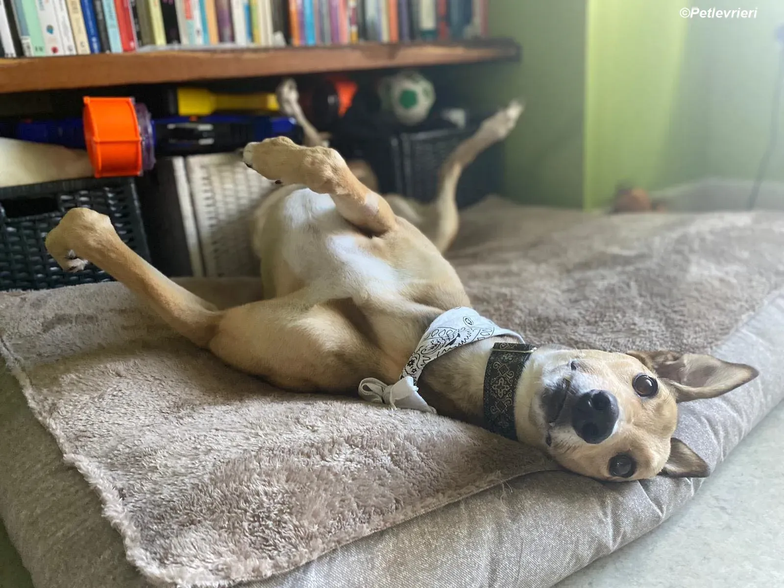 Raya adozione levrieri greyhound 17