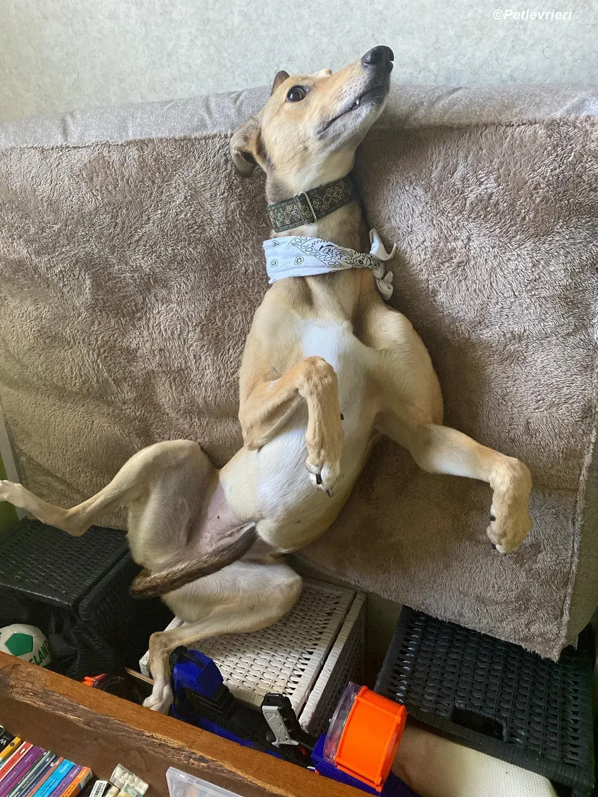 Raya adozione levrieri greyhound 18