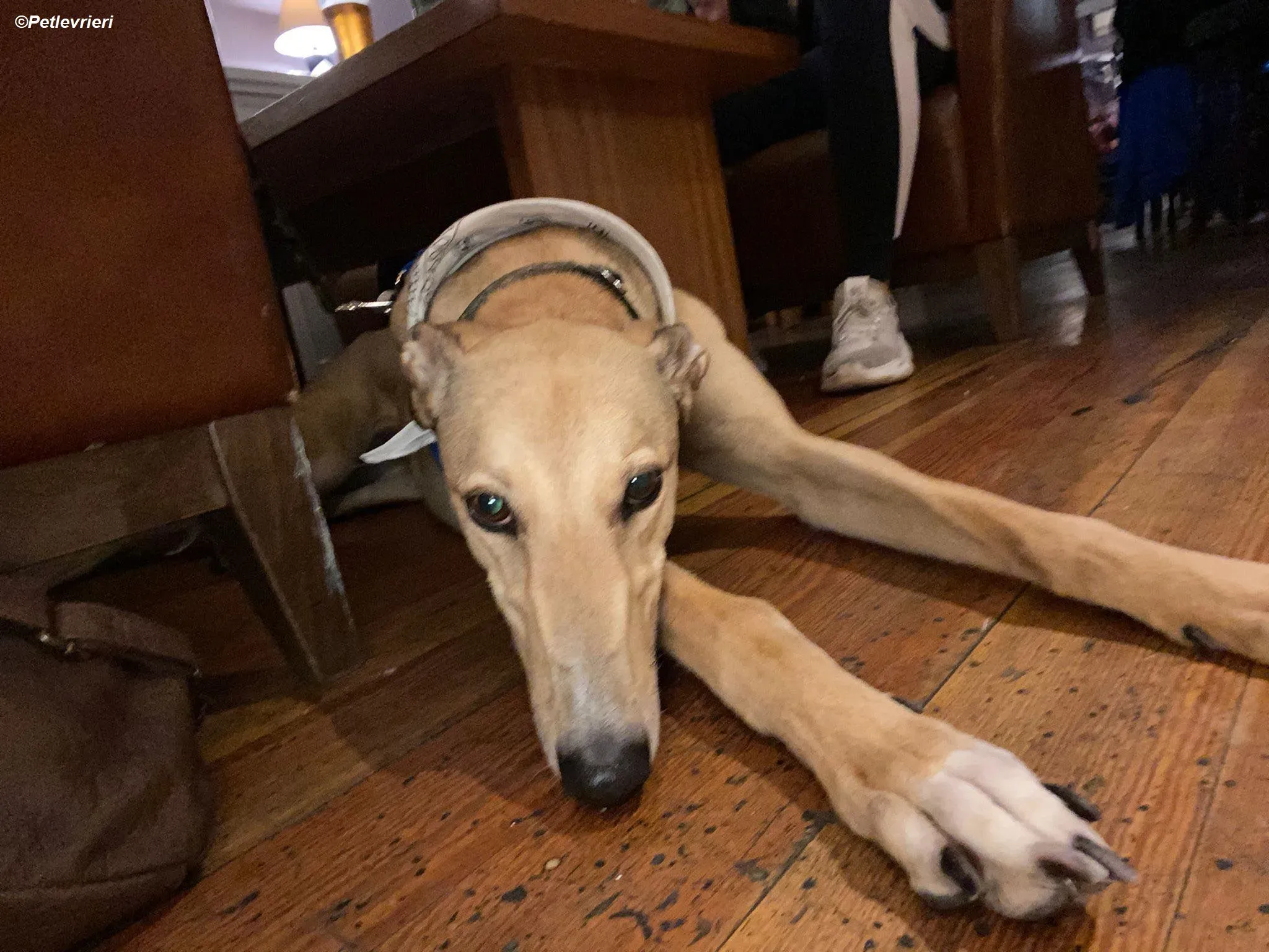 Raya adozione levrieri greyhound 19